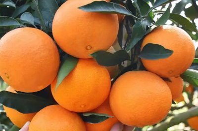 柑橘的主产地,主产于浙江、四川、湖南等省份
