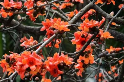 木棉的产地,亚热带地区较多