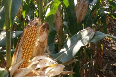 自新3号玉米种子简介，中抗茎腐病（18.4%MR）