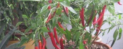 阳台种辣椒怎么掐尖,长到16cm的时候便可进行