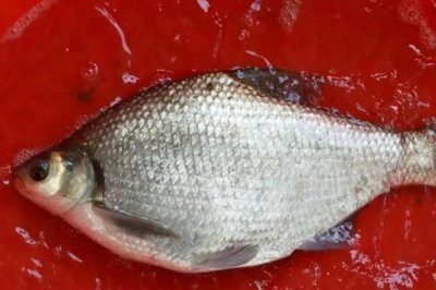 武昌鱼怎么养殖,根据鱼苗的大小分级饲养