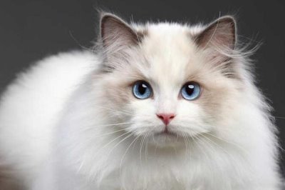 猫咪眼睛发炎的后果,感染了结膜部位会红肿