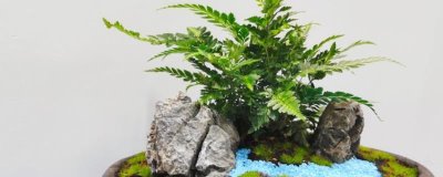 铁线蕨盆栽技术,选择肥沃的砂壤土