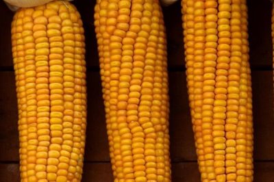 开春后的钓鱼时间,温度、气压和风向都是重要指标