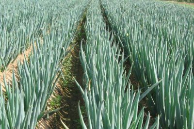 葱属于喜阴还是喜阳作物,喜阳但不耐晒