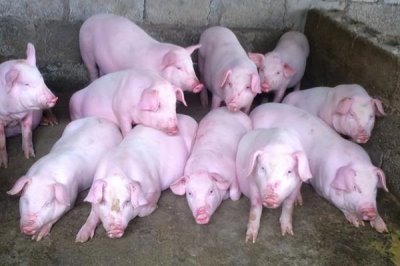 猪吃哪种饲料长得快,饲料应多样且营养全面