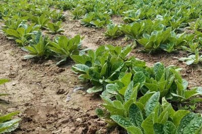 种植地黄的利润,一亩地的收益为5000-7000元左右