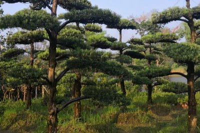 罗汉松为何会出现污煤病,主要原因是昆虫排泄了粪便和分泌物