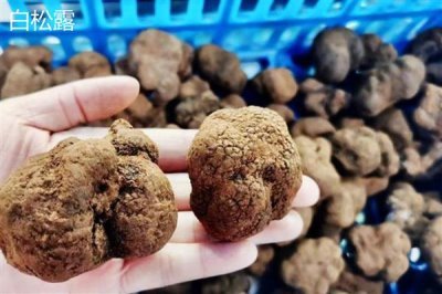 食用菌的种植市场,在我国市场需求大