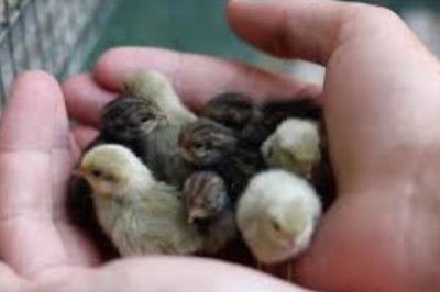 芦丁鸡在室内养有没有细菌,有细菌所以要定期通风换气