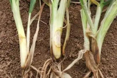 小麦苗期叶片发黄干枯的原因,可能是温度不适或土壤干旱所致