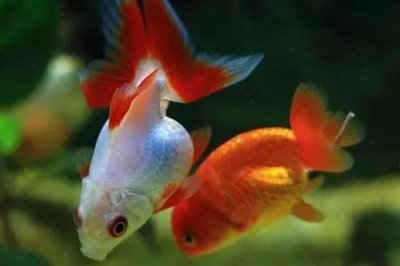 小金鱼吃什么能延长存活时间,不同生长阶段需要的食物有区别