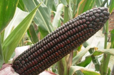 黑玉米种子售价以及如何种植，一斤需要40-60元左右