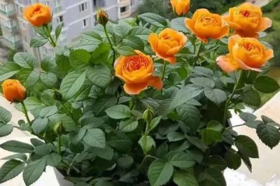 盆栽玫瑰花施什么肥料,花期之前要施加高磷钾肥