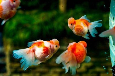 在家怎样养金鱼,合理喂食非常重要