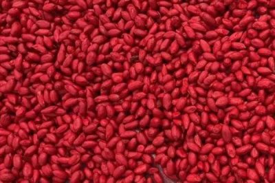 玉米拌种的作用,可有效防烂种、病虫害及倒伏