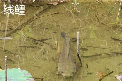 黑鱼有哪些品种，是常见的肉食性淡水鱼类