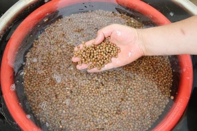 磷酸二氢钾如何在农业中生产应用，可浸种、拌种、做底肥等