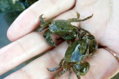 如何饲养小溪里抓的螃蟹,每隔4-5天换一次水
