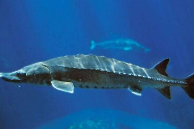 离开水的鲟鱼可以活多久，高耗氧的鱼类离不开水