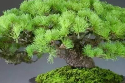 制作五针松盆景，因五叶丛生而得名