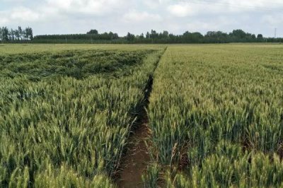 硅谷827小麦种子简介，每亩适宜基本苗20万—30万