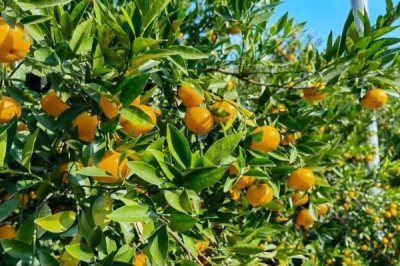 广东湛江的特产，吴川月饼在南宋时期便已开始制作