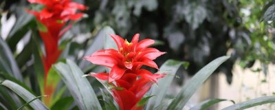 鸿运当头花干了如何修剪，要将其从下方剪掉