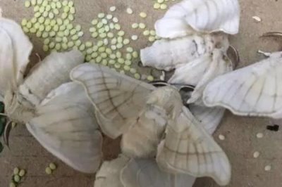 养蚕的注意事项,一定要选择新鲜的桑叶