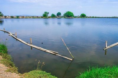 翘嘴红鲌怎么养殖,鱼苗放养要趁早