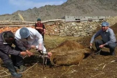 牛难产拉不出来如何处理，应及时采取手术助产措施