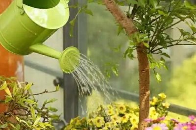 烟灰水可以浇花吗,可以但不适用于所有花卉品种