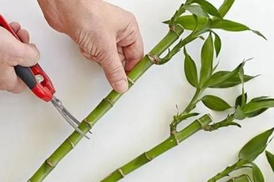 富贵竹长高了如何修剪，可斜切根部或修剪顶端枝苗