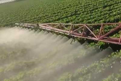 白菜为什么烧心，可能是未及时浇水或积水未及时清除等原因导致的