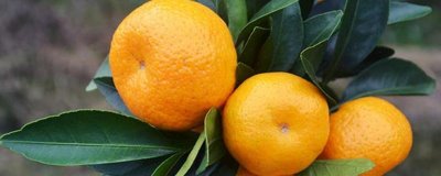 沙糖桔与蜜桔的区别,颜色、外观、口感都不同