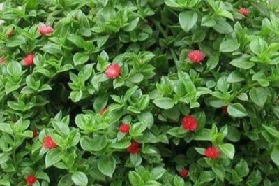 牡丹吊兰的养护方式，可放在具有充足散射光的位置