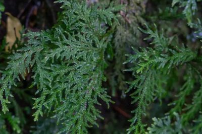 什么是卷柏,属于卷柏科复苏植物