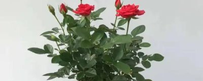 月季花的栽培技术，可播种、分株、扦插和压条繁殖