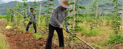 百香果如何施肥,通常是用有机肥和微生物菌肥