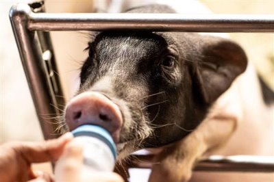 人工饲喂小猪能不能养活,喂食猪仔专用奶粉可让它存活