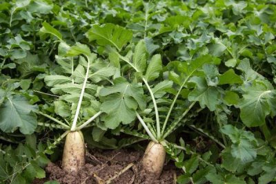 萝卜病毒病,由芜菁花叶病毒、黄瓜花叶病毒、萝卜耳突花叶病毒引起