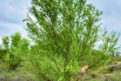 常见的荒漠植物有哪些，光棍树、仙人掌和沙柳都具代表性