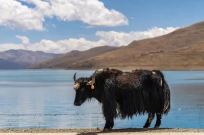 牦牛的养殖技术,每年要根据免疫流程进行严格防疫