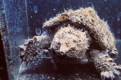 佛鳄龟头刺会越来越多吗，正常情况下并不会越来越多