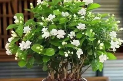 盆栽茉莉的修剪方法，生长期、开花期和花后修剪方法都不同