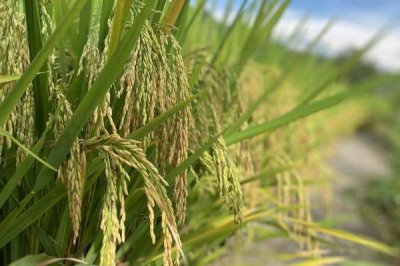 中后期谷子腾伤如何防治,浇水在下午或晚间进行