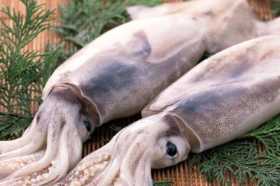 鱿鱼母和鱿鱼的区别,鱿鱼母就是雌性鱿鱼