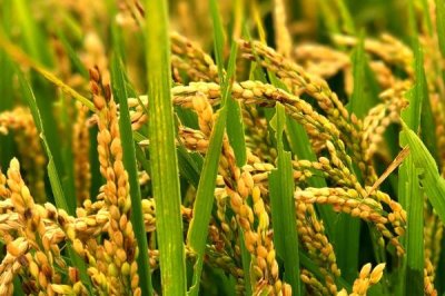 研究籼型杂交水稻有什么意义，可以解决我国人多粮少的问题