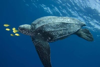 棱皮龟能长到多大,成年之后的身体长度都可以达到2米以上