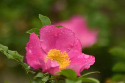 怎么修剪缫丝花，冬季将枝条修剪三分之一